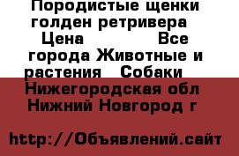 Породистые щенки голден ретривера › Цена ­ 25 000 - Все города Животные и растения » Собаки   . Нижегородская обл.,Нижний Новгород г.